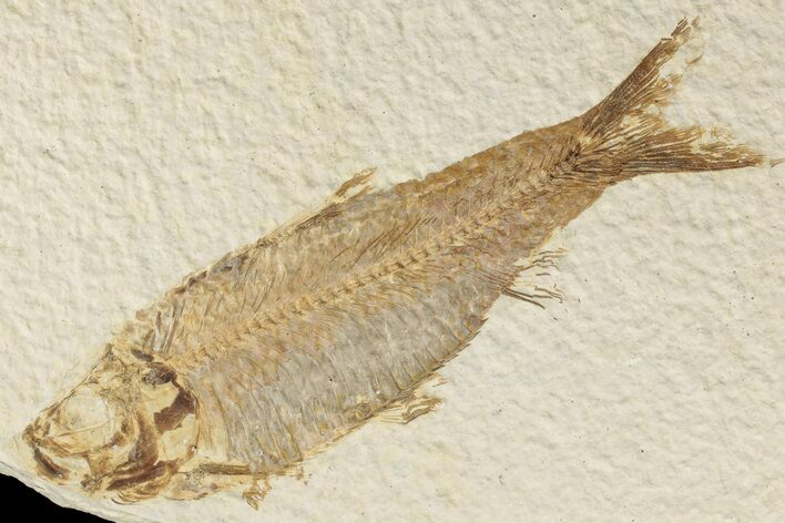 Detailed Fossil Fish (Knightia) - Wyoming #186429